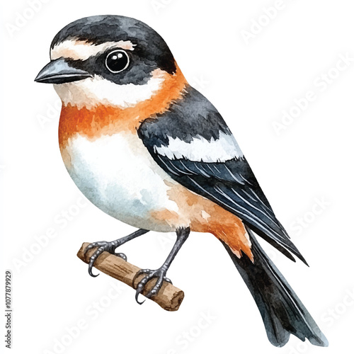 cute Shrike watercolor clipart illustration isolated photo