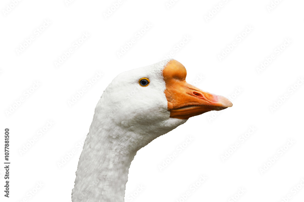 white goose with an orange beak and bright eye, emphasizing its distinctive features, commonly found near water bodies or farm settings.isolated on white background. white goose with an orange beak and bright eye, emphasizing its distinctive features, commonly found near water bodies or farm settings.isolated on white background.