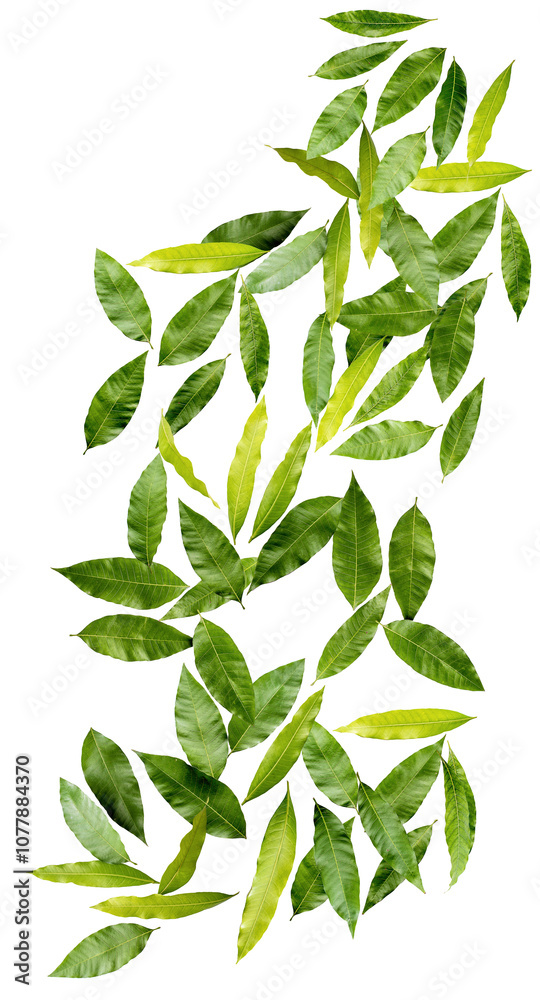 The leaves of a mango are falling on a white background in full depth of field The leaves of a mango are falling on a white background in full depth of field