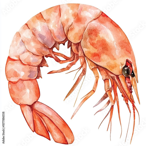 cute Shrimp watercolor clipart illustration isolated