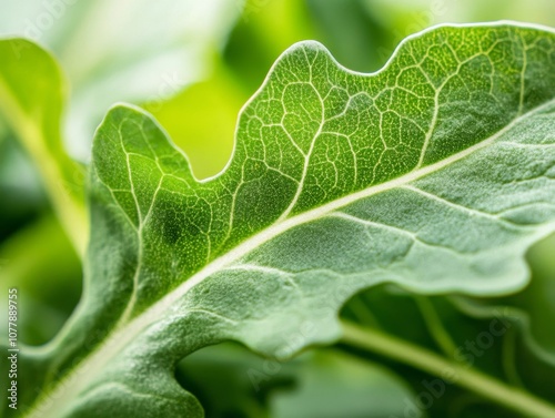 A Close-Up View of a Green Leaf's Veins and Texture