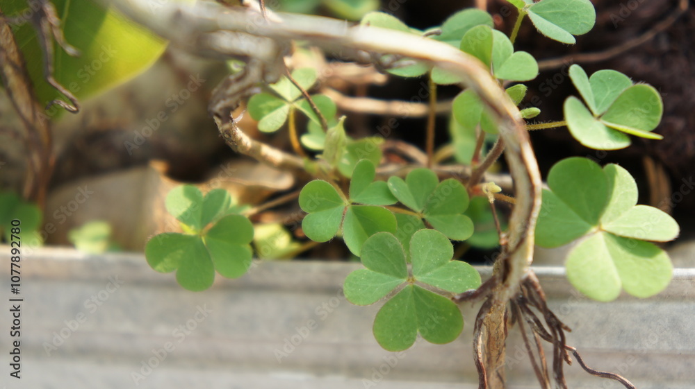 Close Up of Green Clover Plant with Roots and Stems Close Up of Green Clover Plant with Roots and Stems