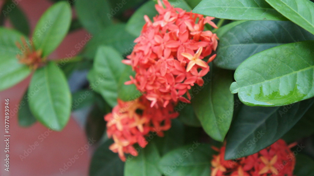 Vibrant Red Ixora Flowers in Full Bloom Vibrant Red Ixora Flowers in Full Bloom