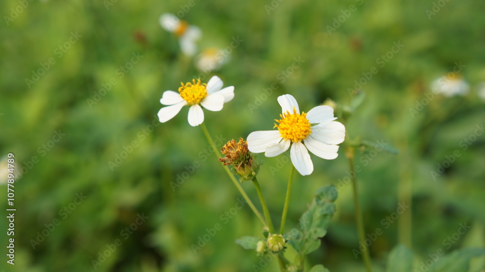 Delicate White Wildflowers in a Lush Green Field Delicate White Wildflowers in a Lush Green Field