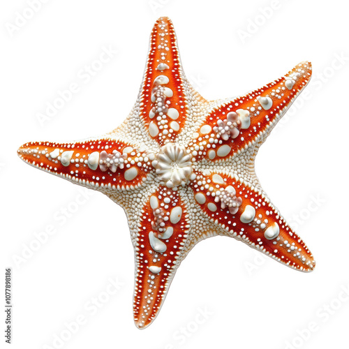 Bright orange starfish with intricate patterns and textures, showcasing its unique features and vibrant colors. Perfect for marine life enthusiasts and nature lovers photo