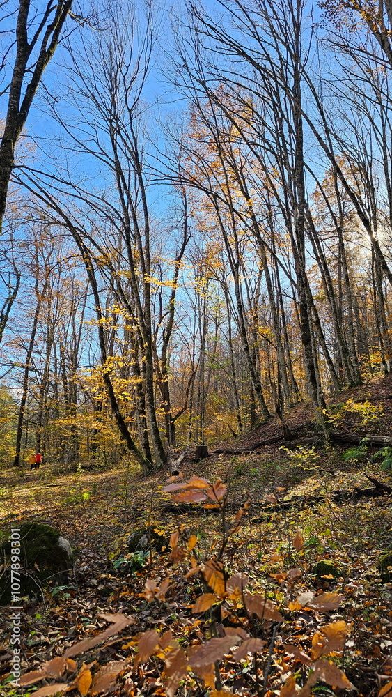 Obraz premium Autumn forest