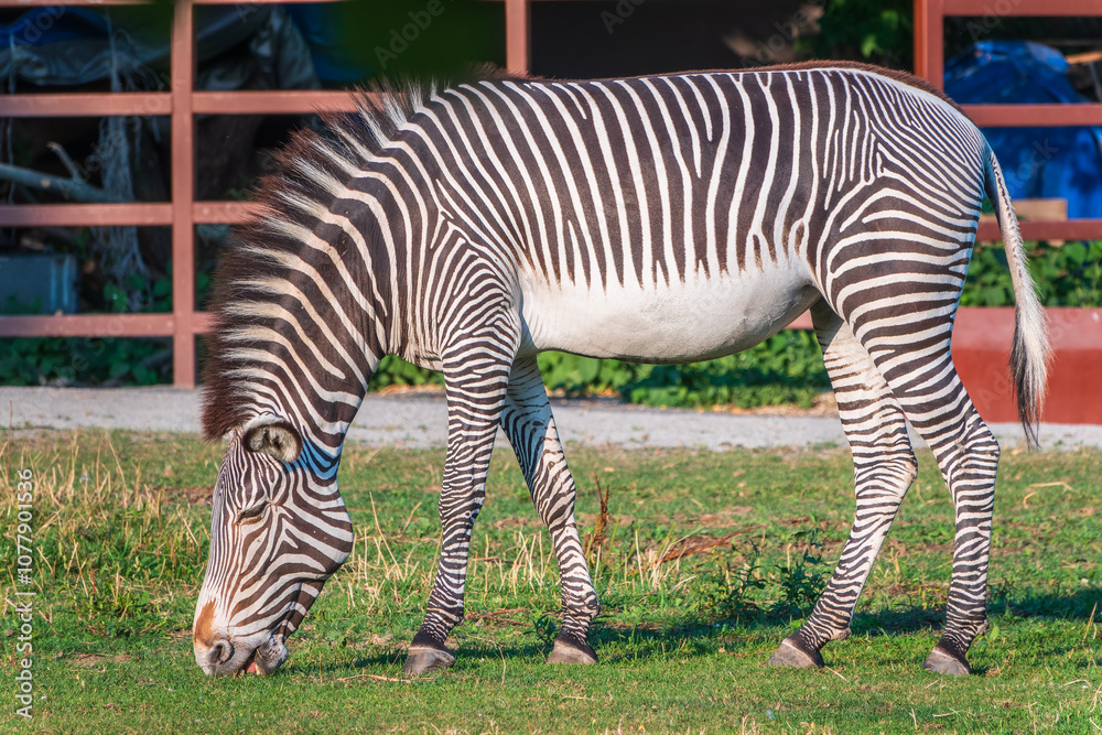 Grevy's zebra, lat Equus grevyi, also known as the imperial zebra eats green grass. Grevy's zebra, lat Equus grevyi, also known as the imperial zebra eats green grass.