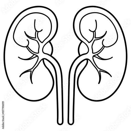 Human kidneys vector line art illustration