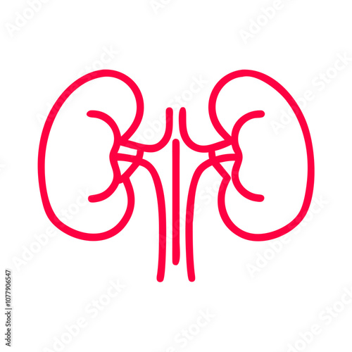 Human kidneys vector art illustration