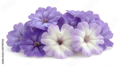 Purple and White Flowers on White Background