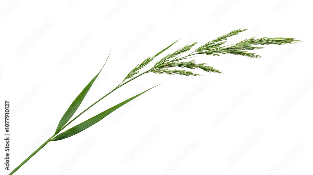 Fototapeta premium Simple image of a tall grass stem with fine details
