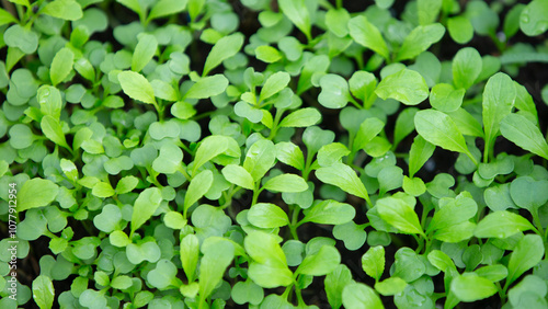 Wallpaper Mural Green seedling growing in the ground.  Torontodigital.ca