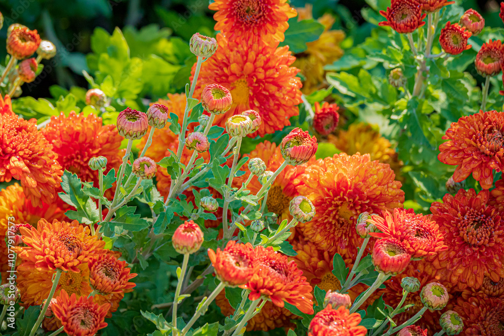 Chrysanthemum flowers blooming in the autumn garden Chrysanthemum flowers blooming in the autumn garden