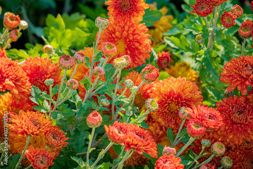 Chrysanthemum flowers blooming in the autumn garden