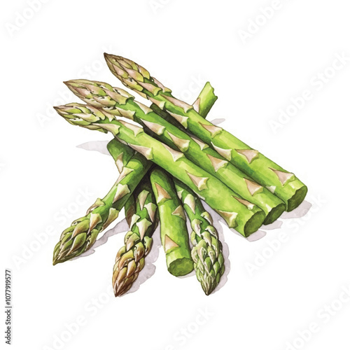watercolor Asparagus isolated white background