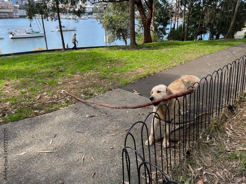 Golden Retriever trying to carry giant stick