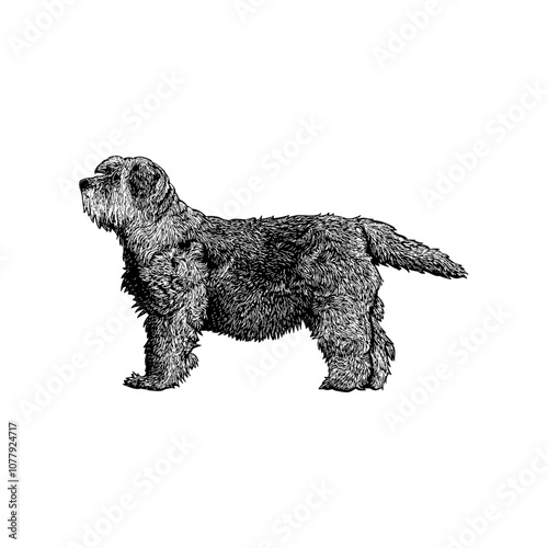 Tibetan Terrier hand drawing vector isolated on background.