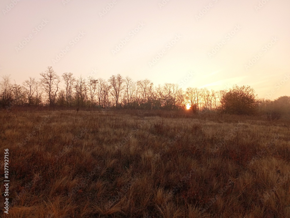 Obraz premium Sunrise over the autumn forest. A row of trees on the horizon with fallen leaves. Beautiful morning landscape.