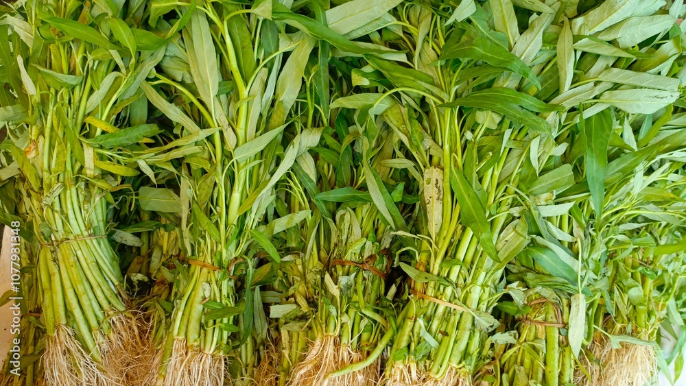 Obraz premium Fresh water spinach is a crop that is sold as a side dish in the Asian region