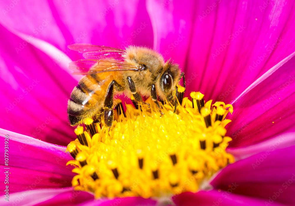 Honey Bee collecting nectar from flower Honey Bee collecting nectar from flower