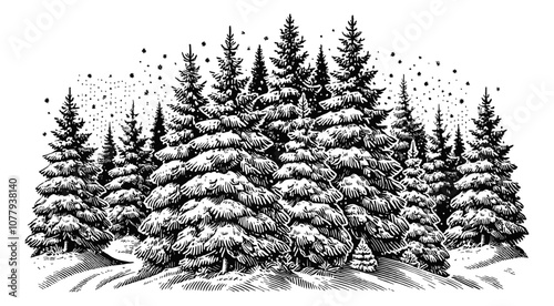 snow covered fir trees engraving black and white outline