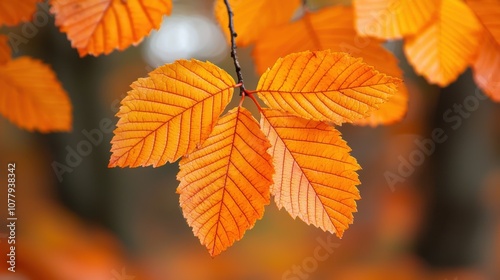 Vibrant Autumn Leaves Nature Background Fall Foliage Orange Leaf Photography