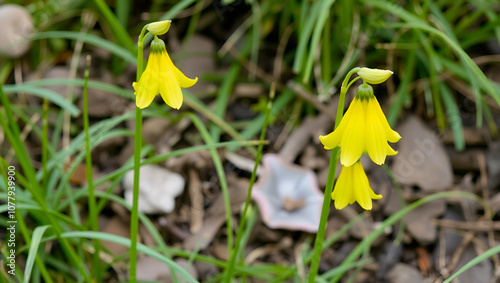 Uvularia grandiflora or the large-flowered bellwort or merrybells yellow flowers with green grass vertcial photo