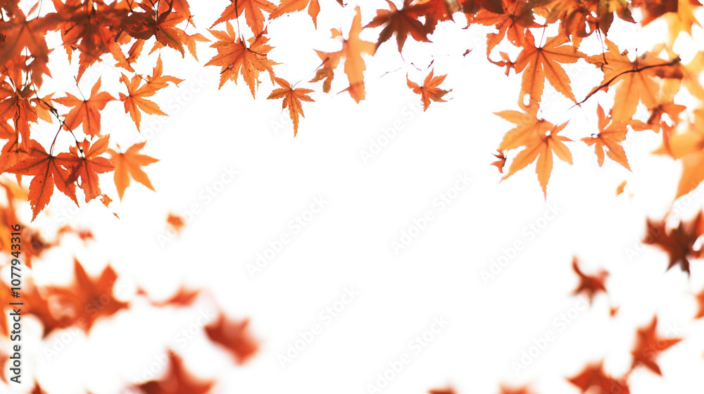 Vibrant autumn leaves framing a bright sky in a serene outdoor setting Vibrant autumn leaves framing a bright sky in a serene outdoor setting