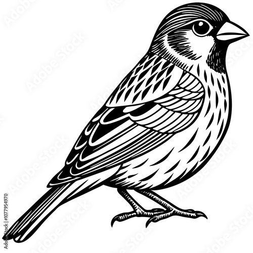 finch bird on a branch