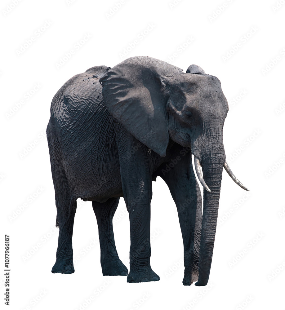 Fototapeta premium African elephant isolated on white transparent, huge safari animal with trunk