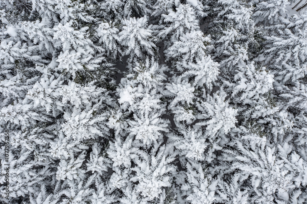Winter forest Winter forest