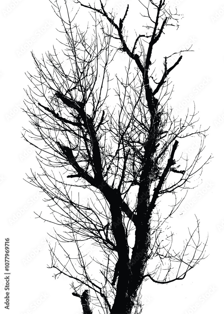 Fototapeta premium Silhouette of bare tree with branches isolated on white. Black and white vector illustration 