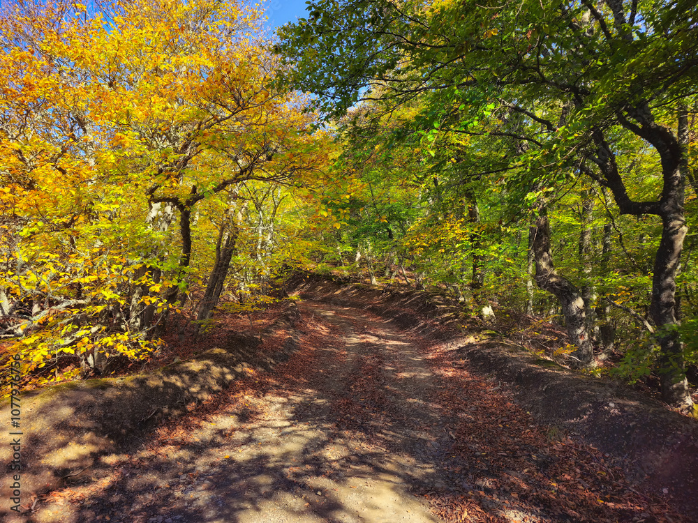 Fototapeta premium Beautiful nature landscape forest in Demerdzhi, Crimean Peninsula.