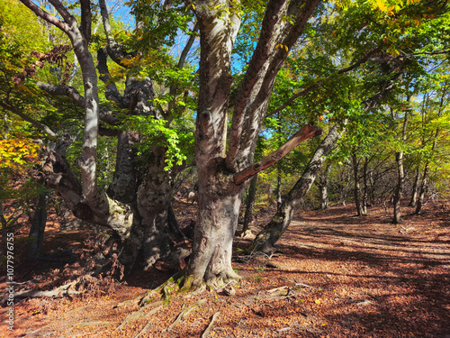 Demerdzhi Natural Park, beech woods. Sunny autumn landscape. photo