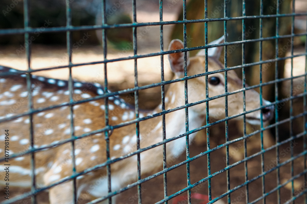 Fototapeta premium deer behind the cage, focus on the cage