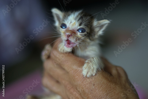 Thai kittens are born very small.