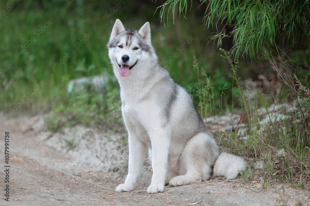 White and gray husky dog sitting in a mowl with dandelions and looks away White and gray husky dog sitting in a mowl with dandelions and looks away