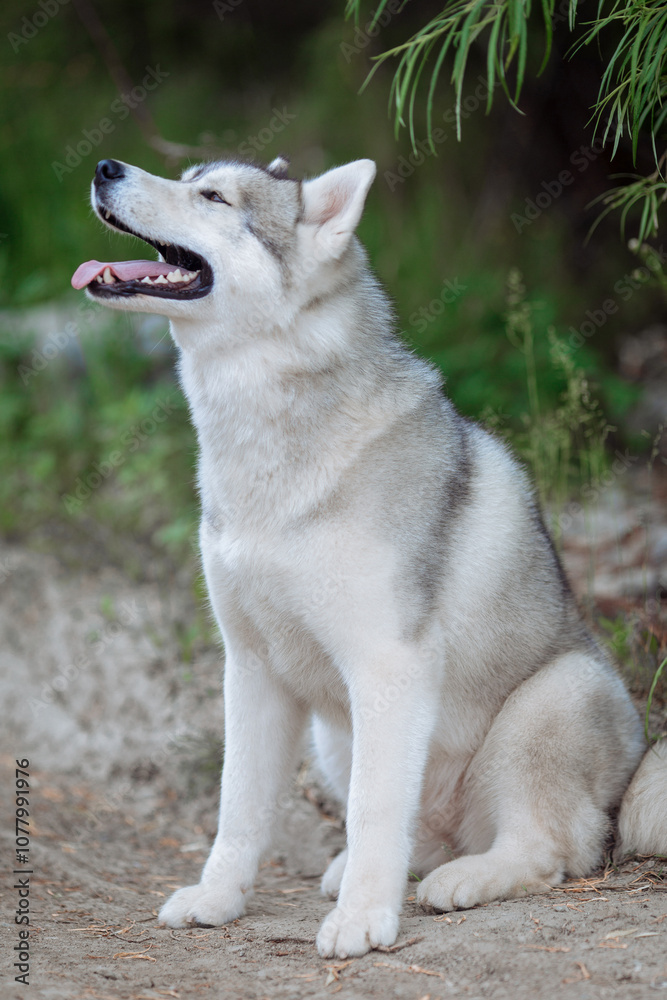White and gray husky dog sitting in a mowl with dandelions and looks away White and gray husky dog sitting in a mowl with dandelions and looks away
