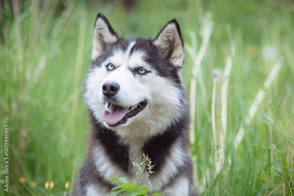 White and gray husky dog sitting in a mowl with dandelions and looks away White and gray husky dog sitting in a mowl with dandelions and looks away