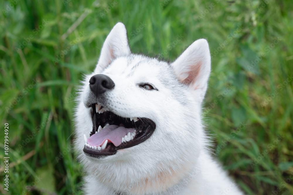 A delightful gray Siberian husky stands on green meadow in the background of a forest. A dog on a natural background. A delightful gray Siberian husky stands on green meadow in the background of a forest. A dog on a natural background.
