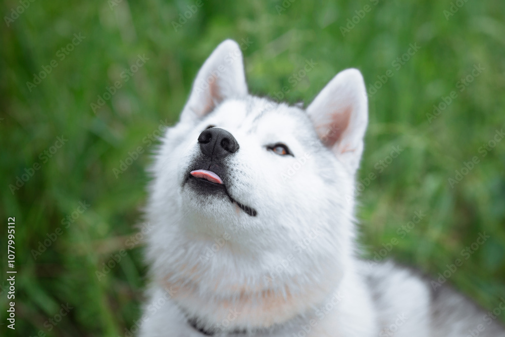 A delightful gray Siberian husky stands on green meadow in the background of a forest. A dog on a natural background. A delightful gray Siberian husky stands on green meadow in the background of a forest. A dog on a natural background.