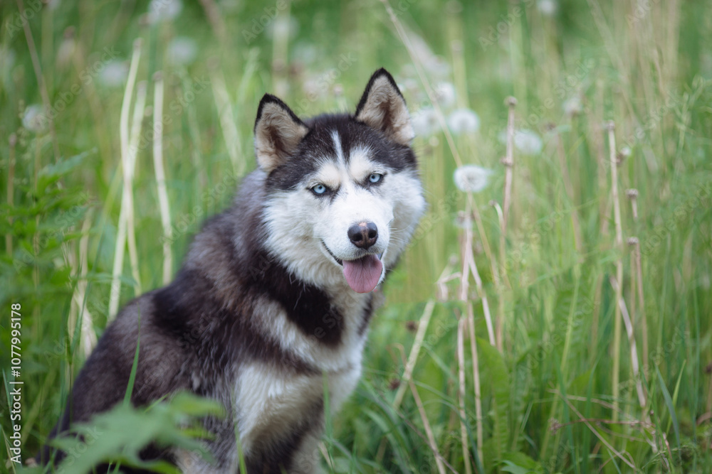 A delightful gray Siberian husky stands on green meadow in the background of a forest. A dog on a natural background. A delightful gray Siberian husky stands on green meadow in the background of a forest. A dog on a natural background.