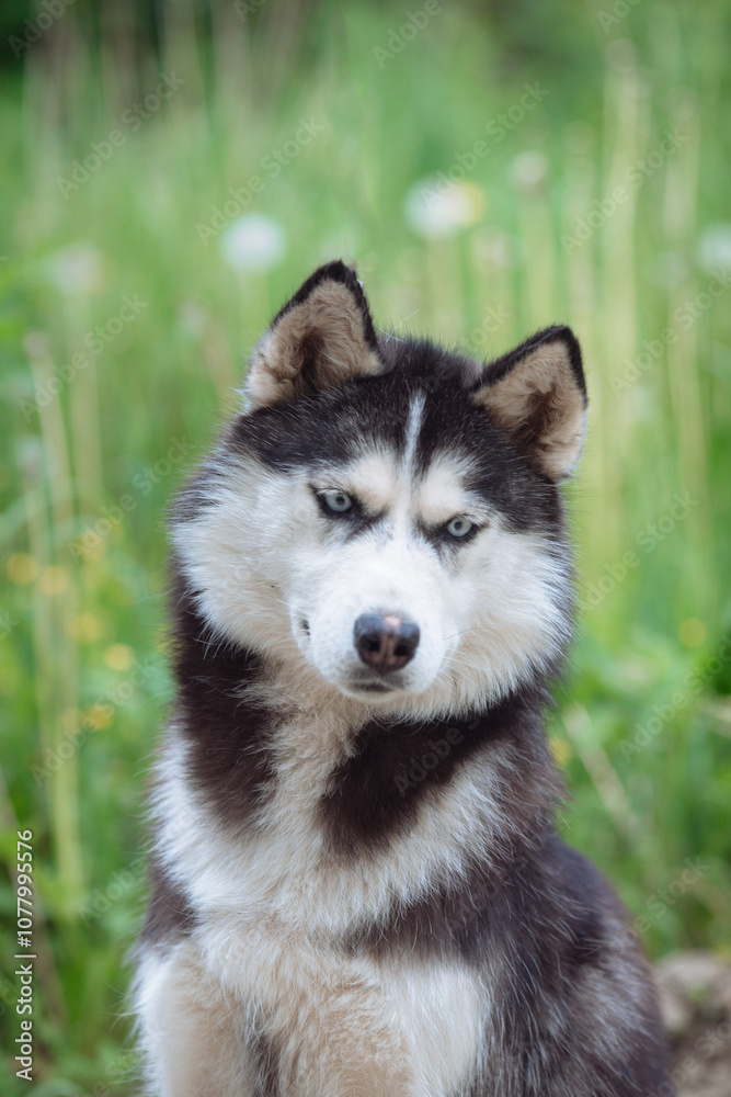 A delightful gray Siberian husky stands on green meadow in the background of a forest. A dog on a natural background. A delightful gray Siberian husky stands on green meadow in the background of a forest. A dog on a natural background.