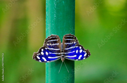 Dorsal view of a bright banded purple wing butterfly, also known as whitened bluewing, royal blue and blue wave.