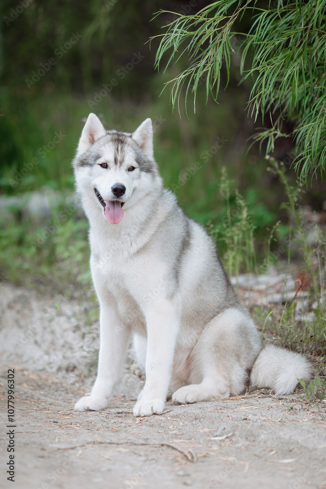 A delightful gray Siberian husky stands on green meadow in the background of a forest. A dog on a natural background. A delightful gray Siberian husky stands on green meadow in the background of a forest. A dog on a natural background.