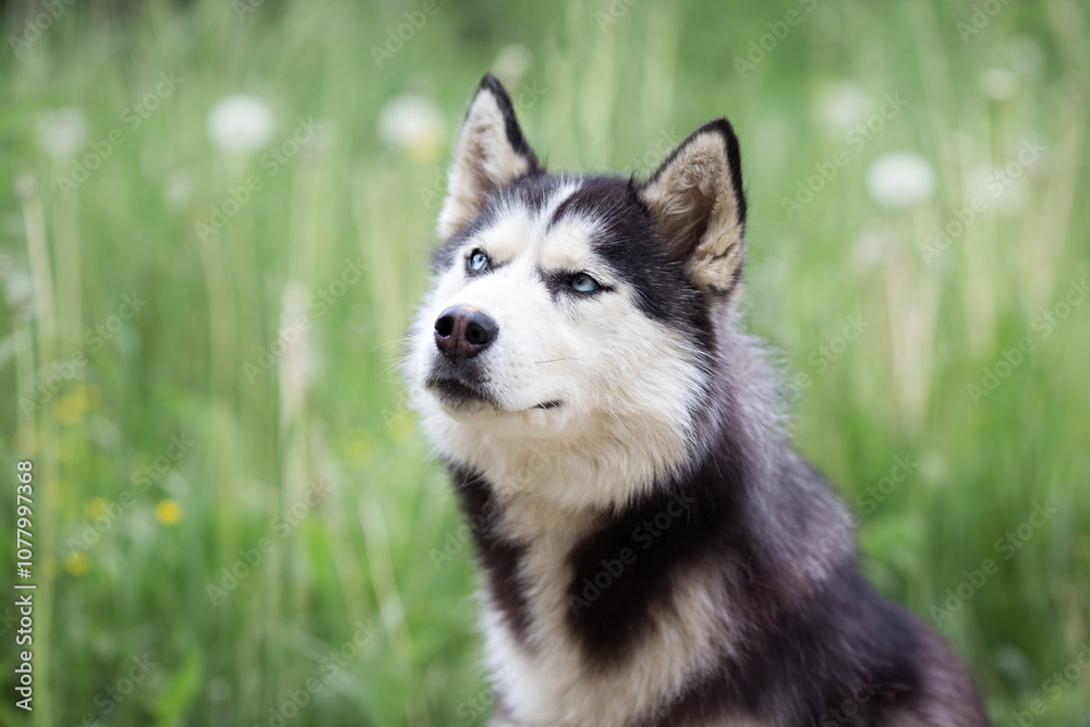 A delightful gray Siberian husky stands on green meadow in the background of a forest. A dog on a natural background. A delightful gray Siberian husky stands on green meadow in the background of a forest. A dog on a natural background.