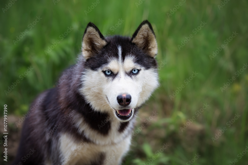 A delightful gray Siberian husky stands on green meadow in the background of a forest. A dog on a natural background. A delightful gray Siberian husky stands on green meadow in the background of a forest. A dog on a natural background.