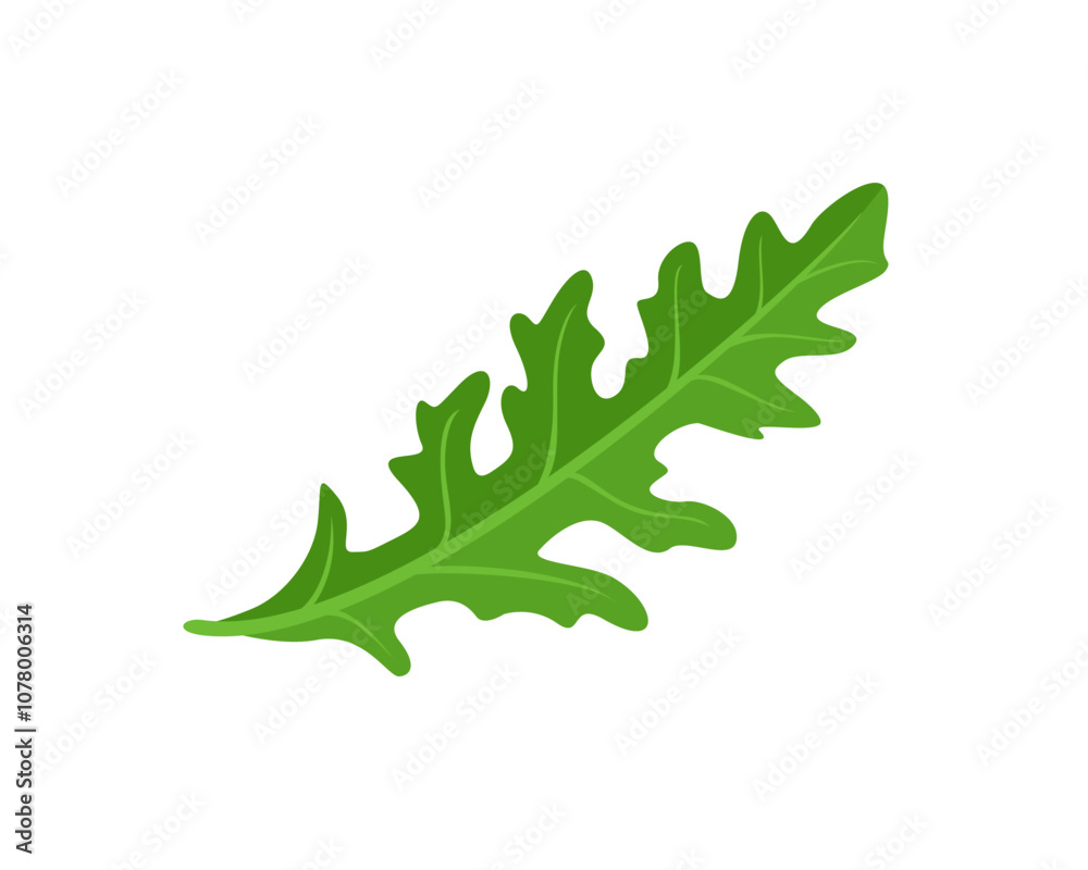 Naklejka premium Arugula isolated on white. Green fragrant herb icon. Vector cartoon flat illustration.
