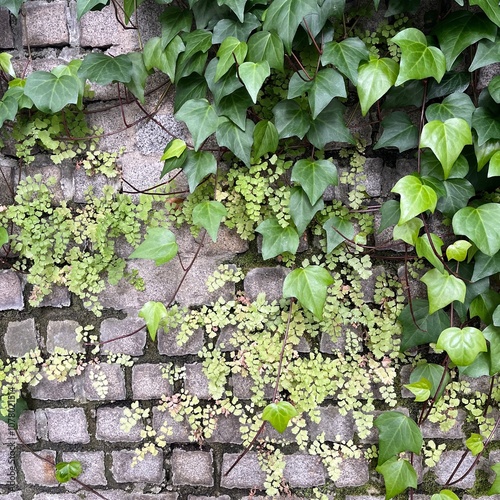 ivy on the wall
