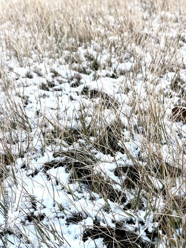 snow covered branches